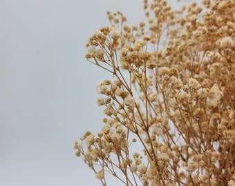 Natural Preserved Gypso, Baby's Breath Flower Bundle