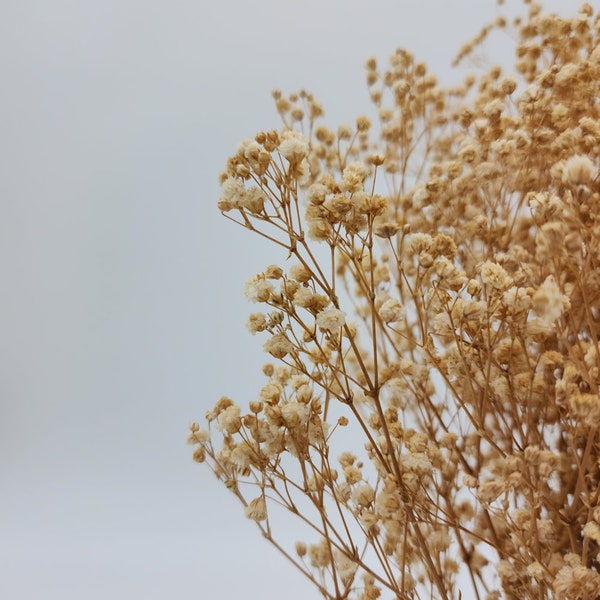 Natural Preserved Gypso, Baby's Breath Flower Bundle