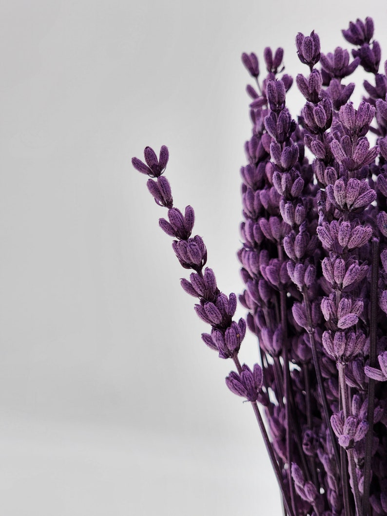 Natural Preserved Lavender Bundle Flowers Perfect for Home Decor, Parties, Weddings, and DIY Crafts image 1