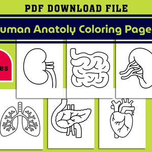 Human Anatomy Coloring Pages for Kids