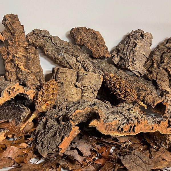 Reptile Terrarium Cork Etsy