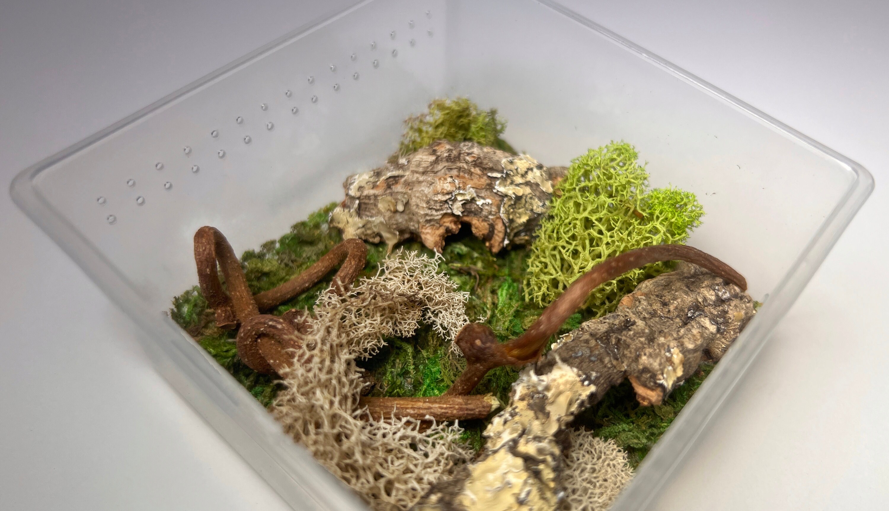 Isopod Spider Enclosure Micro Terrarium Micro Habitat 2 Etsy