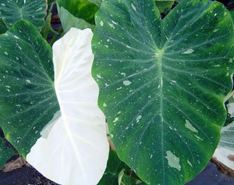 Colocasia "Elepaio - Milky Way"