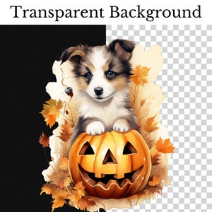 May include: A cute puppy wearing a brown and white coat sits inside a carved orange pumpkin with a jack-o'-lantern face. The puppy is surrounded by autumn leaves in shades of orange, yellow, and brown.