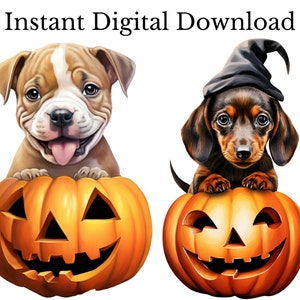 May include: Two adorable puppies dressed up for Halloween. A brown and white bulldog puppy is sitting inside a carved orange pumpkin with a toothy grin. A dachshund puppy wearing a black witch's hat is sitting inside a carved orange pumpkin with a toothy grin.