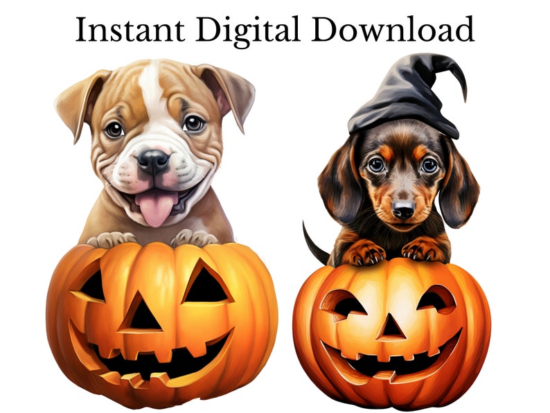 May include: Two adorable puppies dressed up for Halloween. A brown and white bulldog puppy is sitting inside a carved orange pumpkin with a toothy grin. A dachshund puppy wearing a black witch's hat is sitting inside a carved orange pumpkin with a toothy grin.