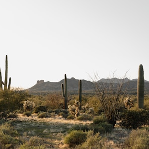 Phoenix, Arizona Kaktus Wüstengrün | Fine Art Fotografie, digitaler Download Original Fotografie, Natur, Lifestyle + Home Decor Wandkunst