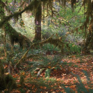 Waldgrün im Norden Washingtons | Fine Art Fotografie, digitaler Download Original Fotografie, Natur, Lifestyle + Home Decor Wandkunst