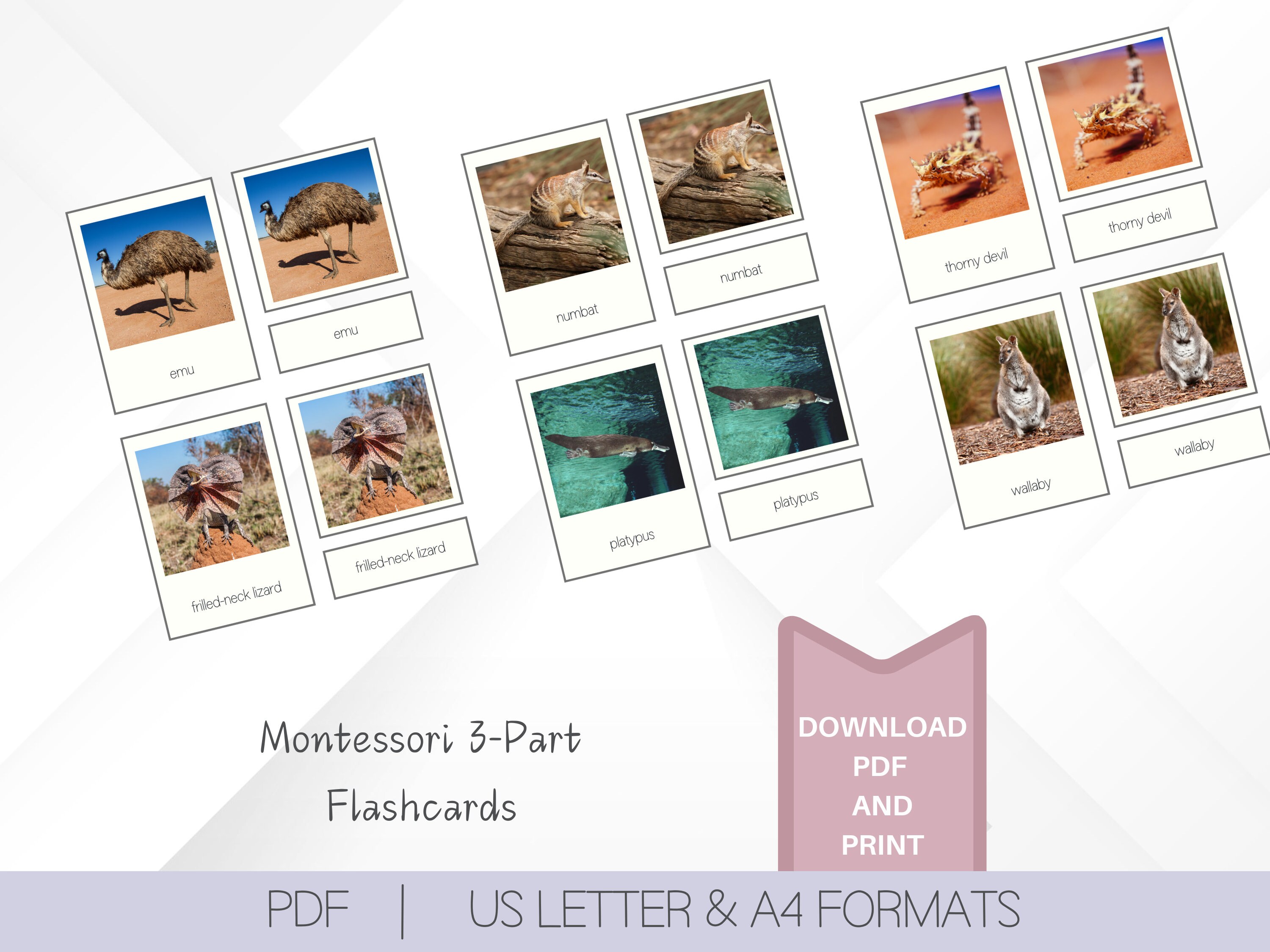 25 Australian Animals Cards | Montessori School 3 Part Flashcards ...