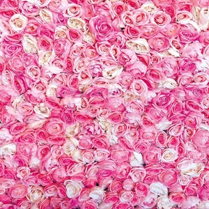 Pode incluir: Uma parede coberta de rosas rosas e brancas. As rosas estão densamente compactadas, criando uma superfície texturizada. A paleta de cores inclui vários tons de rosa, com alguns detalhes em branco, formando uma exibição floral romântica.