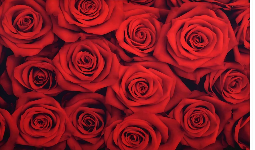 Red Rose Backdrop Flowers Rose Wall Background Valentines Day Wedding ...