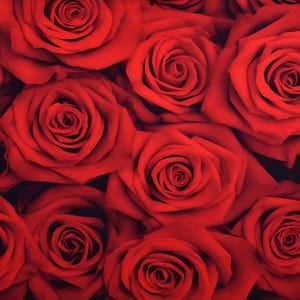 Pode incluir: Uma visão de perto de uma coleção de rosas vermelhas vibrantes. As pétalas estão totalmente abertas, revelando os detalhes intrincados de cada flor. As rosas estão densamente compactadas, criando uma superfície rica e texturizada.