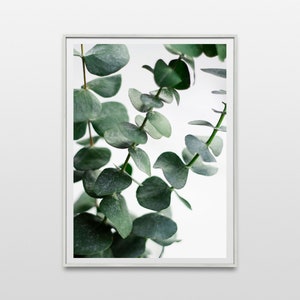 Eucalyptus Photography Print: Botanical Wall Art (Digital Download)
