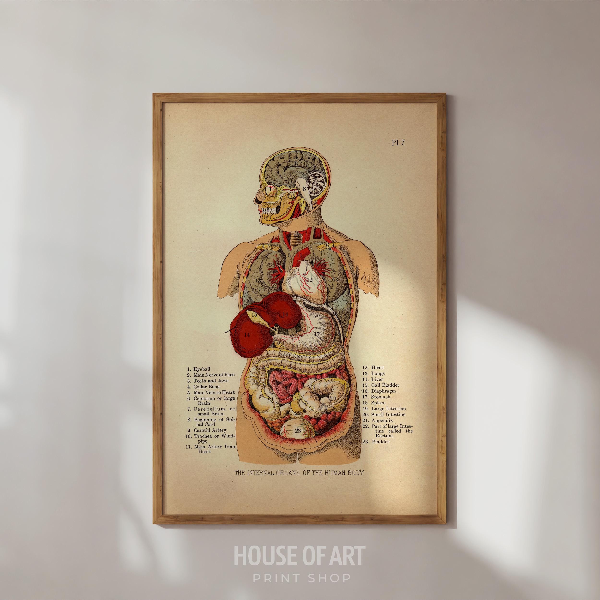 Menselijke organen poster - Etsy België, image size:2500x2500