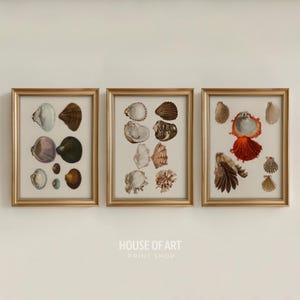 May include: Three framed prints featuring vintage illustrations of various seashells. The shells are depicted in a range of colors, including white, brown, and orange, against a neutral background. The frames are gold-colored, and the text "HOUSE OF ART PRINT SHOP" is visible.