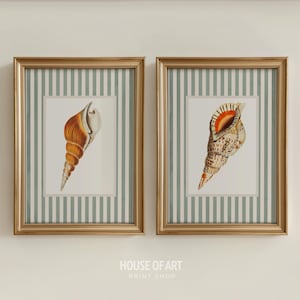 May include: Two framed seashell prints. Each print features a detailed illustration of a seashell in shades of orange, brown, and white. The frames are gold, and the background is a striped pattern of white and light green. The text "HOUSE OF ART PRINT SHOP" is at the bottom.