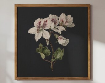 May include: A framed botanical illustration of white flowers with pink veins on a dark gray background. The flowers are arranged in a cluster and have green leaves.