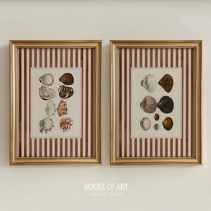 May include: Two framed seashell prints. Each print features a collection of detailed seashell illustrations in various shapes and colors, set against a striped background of white and brown. The frames are gold-colored.