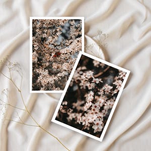 Lot de 2 cartes postales papillon – Photographie de printemps | Papier haut de gamme A6 | Fleur, minimalisme, impression de la nature, décoration, cadeau, tenue de livre, scrapbooking