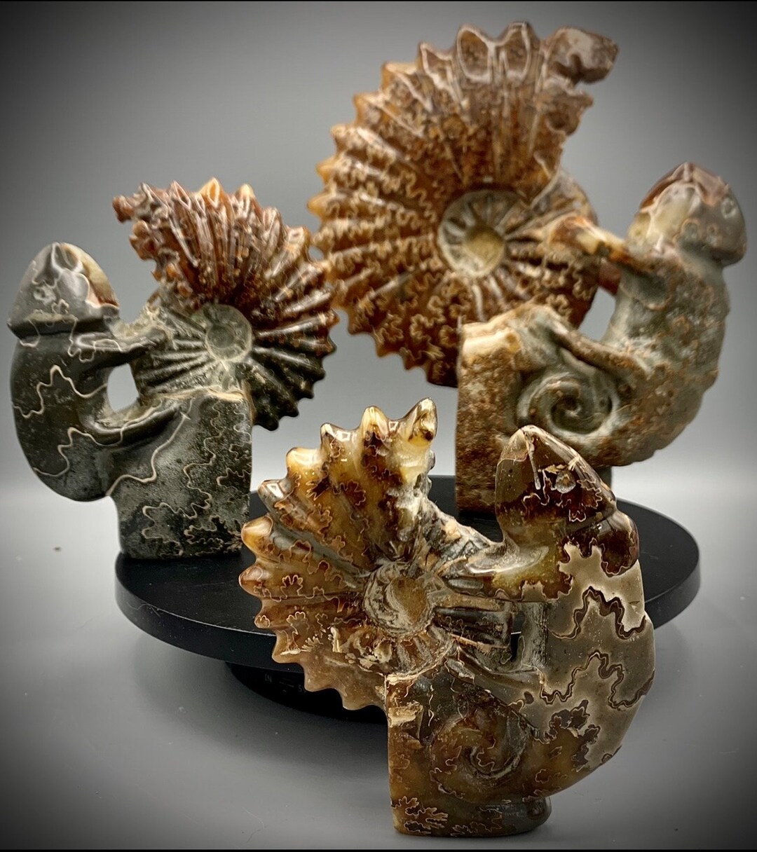 アンモナイトの彫刻 - トカゲ - 高品質 - お気に入りをお選びください