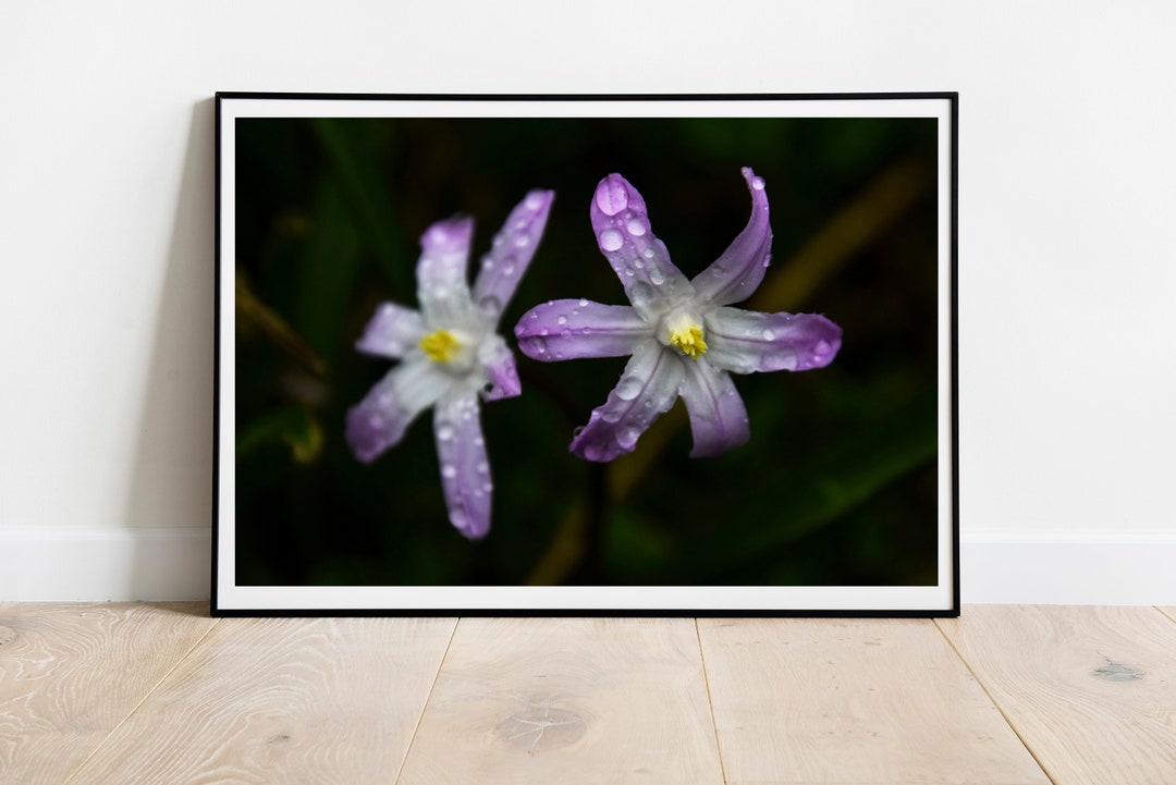 Glory of the Snow Flower Photograph: Botanical Wall Art (digital ...