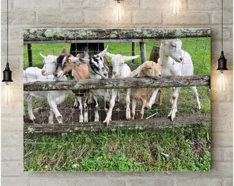Baby goats canvas print, friendly farm Dublin NH photo, canvas wall art