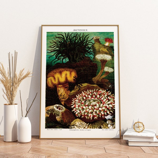 Poster Pflanzen | Seeanemonen Vintage
