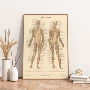 Poster Medicine | Vintage muscles of man