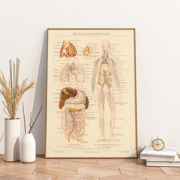Poster Medicine | Vintage human blood vessels