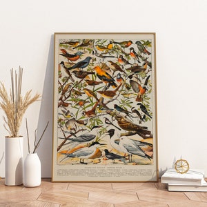 Posters Birds | Vintage bird species Millot