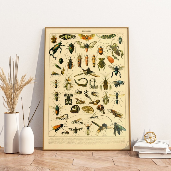 Poster Insekten | Vintage Insektenarten