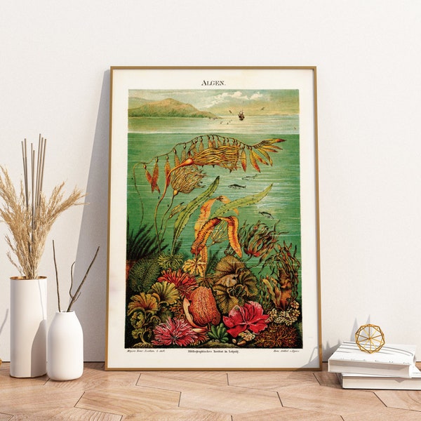 Poster Pflanzen | Algen Vintage Wasser