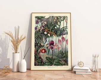 Poster Orchids Species | Vintage botany