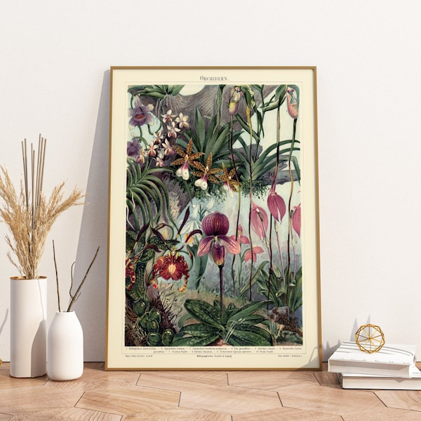 Poster Orchideen Arten | Vintage Botanik