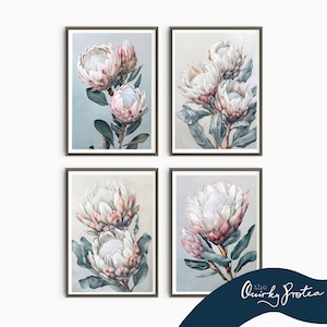 Op de afbeelding: Vier ingelijste botanische prints met aquarel illustraties van protea bloemen. De bloemen hebben witte bloemblaadjes met roze punten, tegen een zachte, gedempte achtergrond. De frames zijn donkerbruin.