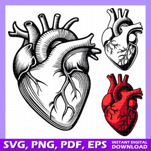 May include: Three illustrations of a human heart. The first is a black and white line drawing of a heart with detailed anatomical features. The second is a red heart with a black outline and detailed anatomical features. The third is a red heart with a black outline and simplified anatomical features.