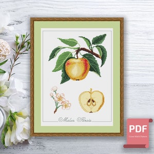 May include: Cross-stitch pattern of an apple branch with a ripe apple, leaves, and a cross-section of an apple. The design also includes a sprig of blossoms and the text "Malus Pomaia". The artwork is framed in a wooden frame.