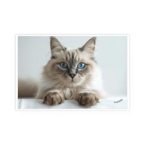 Póster de seda de gato Ragdoll - Gato Ragdoll con carácter de Ragdoll, sin marco