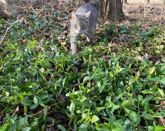 10+ Periwinkle Vinca Minor Creeping Myrtle Evergreen Groundcover Perennial