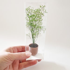 Dollhouse plant in terra cotta planter. Bright green plant made of 100% naturally preserved baby's breath perfect for adding charm to dollhouse decor, entryway or greenhouse. Packaged in clear boxes, easy to gift!
