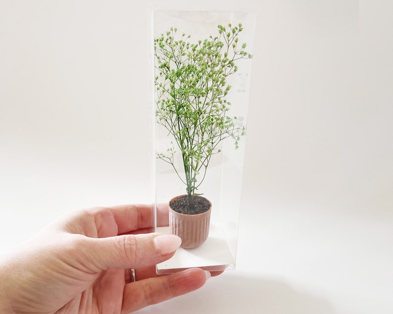 Dollhouse plant in terra cotta planter. Bright green plant made of 100% naturally preserved baby's breath perfect for adding charm to dollhouse decor, entryway or greenhouse. Packaged in clear boxes, easy to gift!