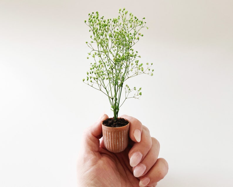 Dollhouse plant in terra cotta planter. Bright green plant made of 100% naturally preserved baby's breath perfect for adding charm to dollhouse decor, entryway or greenhouse.