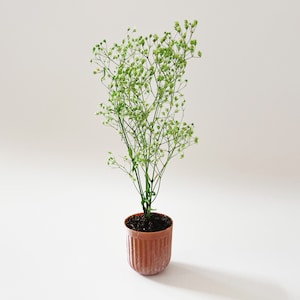 Dollhouse plant in terra cotta planter. Bright green plant made of 100% naturally preserved baby's breath perfect for adding charm to dollhouse decor, entryway or greenhouse.