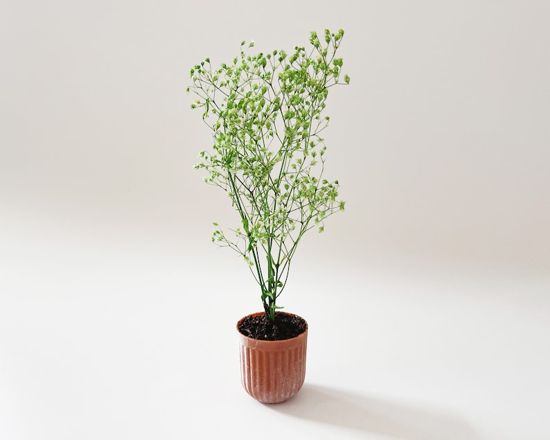 Dollhouse plant in terra cotta planter. Bright green plant made of 100% naturally preserved baby's breath perfect for adding charm to dollhouse decor, entryway or greenhouse.