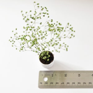Dollhouse plant in faux stone planter. Bright green plant made of 100% naturally preserved baby's breath perfect for adding charm to dollhouse decor, entryway or greenhouse.