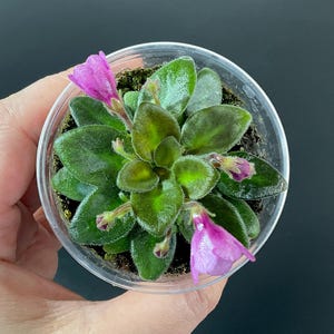 Pode incluir: Uma pequena planta de violeta africana em um vaso de plástico transparente. A planta tem folhas verdes escuras e aveludadas e várias flores roxas vibrantes. O vaso é segurado em uma mão contra um fundo escuro.