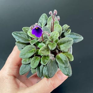 Pode incluir: Uma pequena planta de violeta africana com folhas verdes aveludadas e uma vibrante flor roxa. A planta está num pequeno vaso branco, e as folhas têm uma textura ligeiramente difusa. É uma planta de interior.