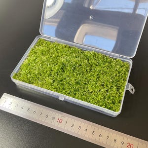 Pode incluir: Uma caixa de plástico transparente cheia de musgo verde vibrante. Uma régua de metal com marcações em centímetros é colocada ao lado da caixa. A caixa está aberta, revelando o musgo. A régua mostra medidas até 20 cm.