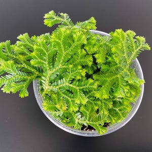 Op de afbeelding: Een heldere plastic pot gevuld met een levendige groene plant. De plant heeft fijne, varenachtige bladeren. De pot staat tegen een donkergrijze achtergrond, waardoor de heldere kleur van de plant opvalt.