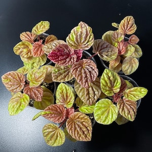 Peut inclure: Vue aérienne de plusieurs petites plantes de Peperomia en pot. Les feuilles présentent un mélange de couleurs, notamment du vert, du rouge et du marron. Les plantes sont disposées sur un fond noir, mettant en valeur leur feuillage vibrant. Les feuilles ont un aspect texturé et ondulé.